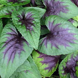 Violette à feuillage panaché / Viola Heartthrob